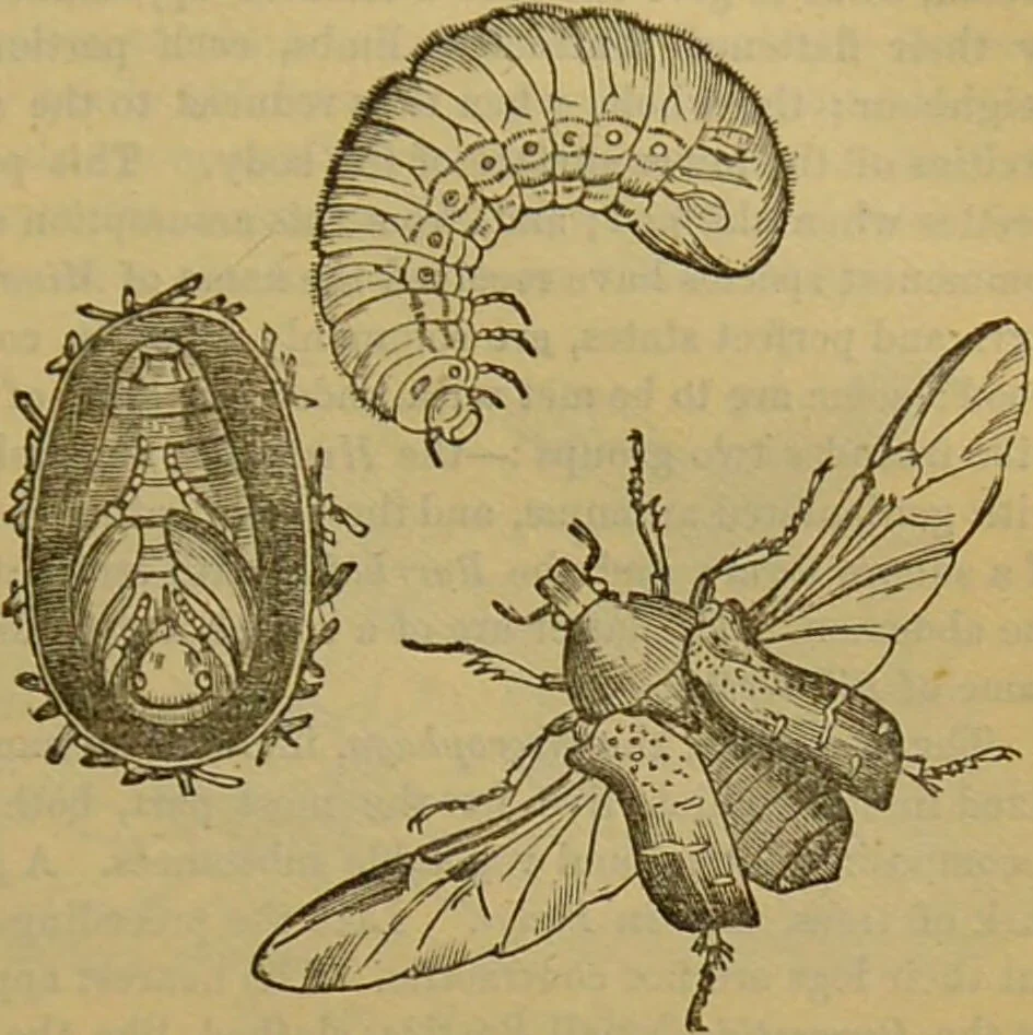 An illustration from A natural history of the animal kingdom : being a systematic and popular description of the habits, structure, and classification of animals, from the lowest to the highest forms. Arranged according to their organisation / by W. S. Dallas., 1860, leaf 231