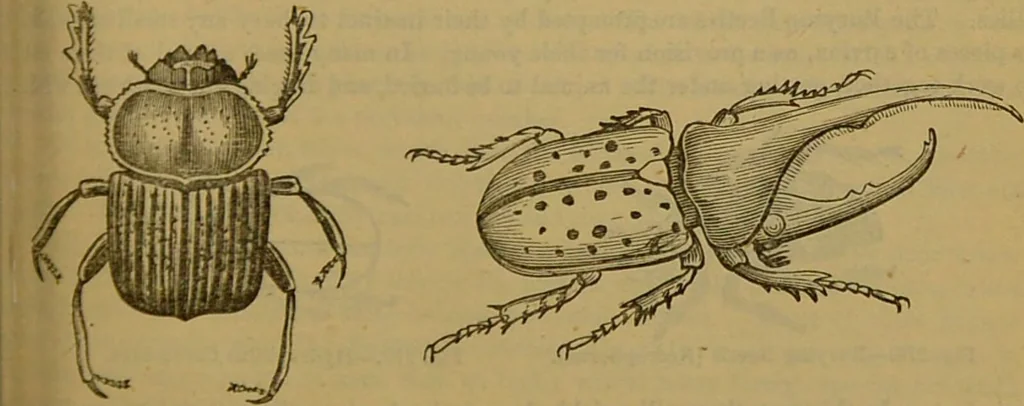 An illustration from A natural history of the animal kingdom : being a systematic and popular description of the habits, structure, and classification of animals, from the lowest to the highest forms. Arranged according to their organisation / by W. S. Dallas., 1860, leaf 231
