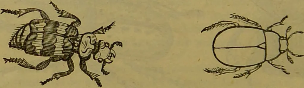 An illustration from A natural history of the animal kingdom : being a systematic and popular description of the habits, structure, and classification of animals, from the lowest to the highest forms. Arranged according to their organisation / by W. S. Dallas., 1860, leaf 232