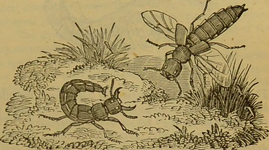 An illustration from A natural history of the animal kingdom : being a systematic and popular description of the habits, structure, and classification of animals, from the lowest to the highest forms. Arranged according to their organisation / by W. S. Dallas., 1860, leaf 233
