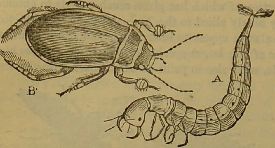 An illustration from A natural history of the animal kingdom : being a systematic and popular description of the habits, structure, and classification of animals, from the lowest to the highest forms. Arranged according to their organisation / by W. S. Dallas., 1860, leaf 234