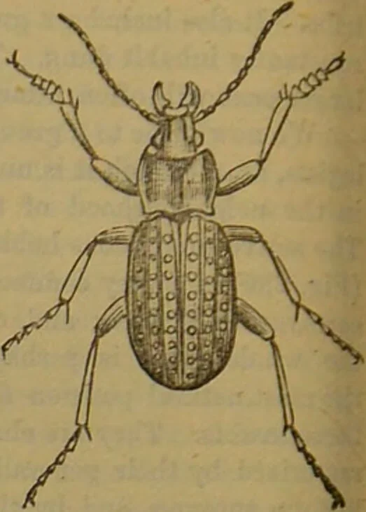 An illustration from A natural history of the animal kingdom : being a systematic and popular description of the habits, structure, and classification of animals, from the lowest to the highest forms. Arranged according to their organisation / by W. S. Dallas., 1860, leaf 234