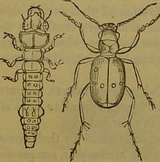 An illustration from A natural history of the animal kingdom : being a systematic and popular description of the habits, structure, and classification of animals, from the lowest to the highest forms. Arranged according to their organisation / by W. S. Dallas., 1860, leaf 234