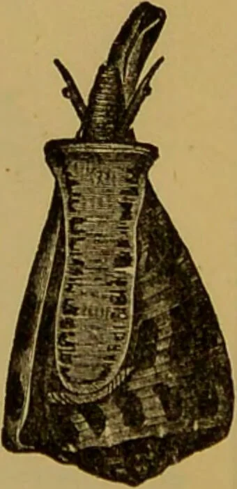 An illustration from A natural history of the animal kingdom : being a systematic and popular description of the habits, structure, and classification of animals, from the lowest to the highest forms. Arranged according to their organisation / by W. S. Dallas., 1860, leaf 235