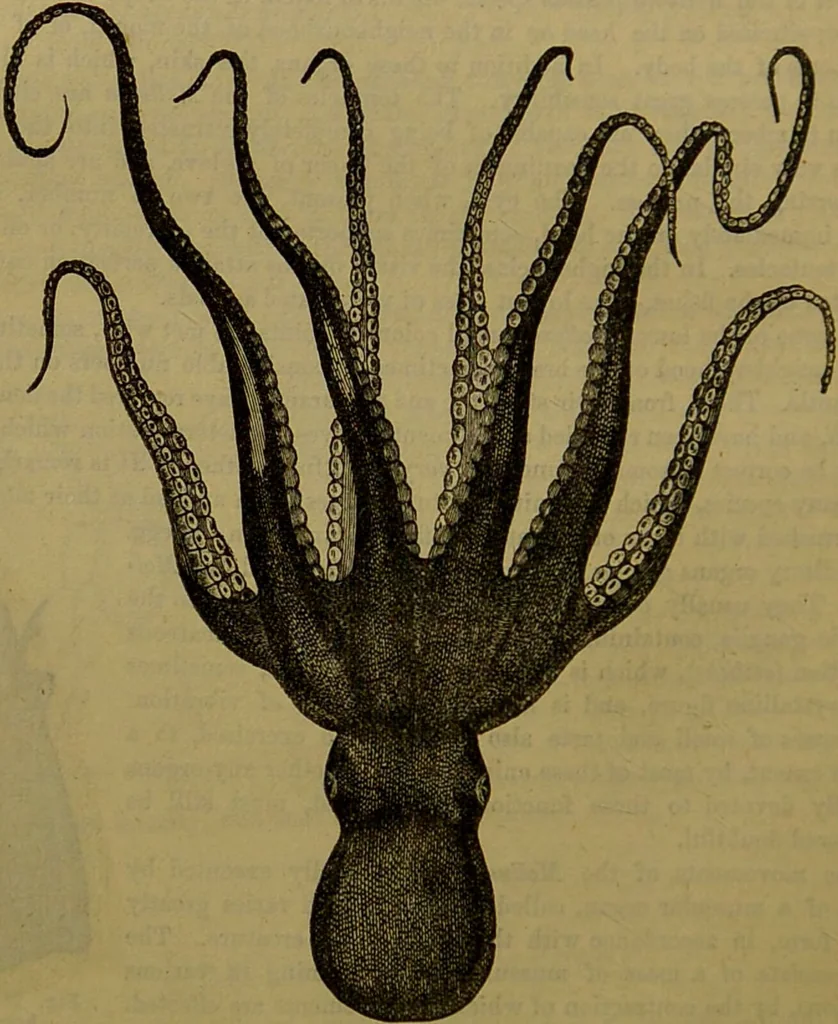An illustration from A natural history of the animal kingdom : being a systematic and popular description of the habits, structure, and classification of animals, from the lowest to the highest forms. Arranged according to their organisation / by W. S. Dallas., 1860, leaf 236