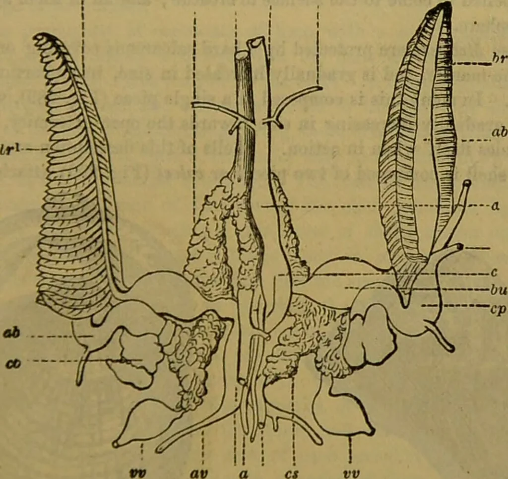An illustration from A natural history of the animal kingdom : being a systematic and popular description of the habits, structure, and classification of animals, from the lowest to the highest forms. Arranged according to their organisation / by W. S. Dallas., 1860, leaf 237