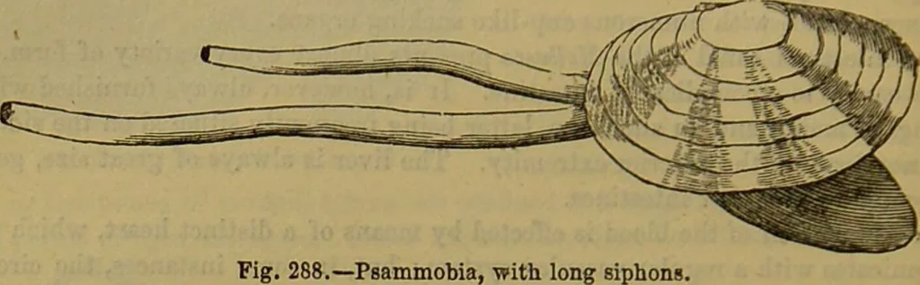 An illustration from A natural history of the animal kingdom : being a systematic and popular description of the habits, structure, and classification of animals, from the lowest to the highest forms. Arranged according to their organisation / by W. S. Dallas., 1860, leaf 238
