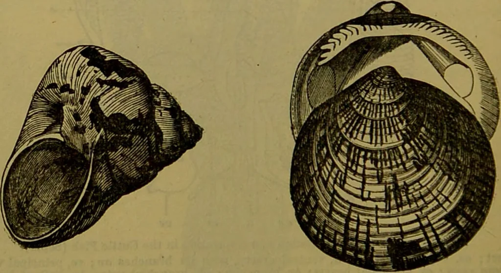 An illustration from A natural history of the animal kingdom : being a systematic and popular description of the habits, structure, and classification of animals, from the lowest to the highest forms. Arranged according to their organisation / by W. S. Dallas., 1860, leaf 238