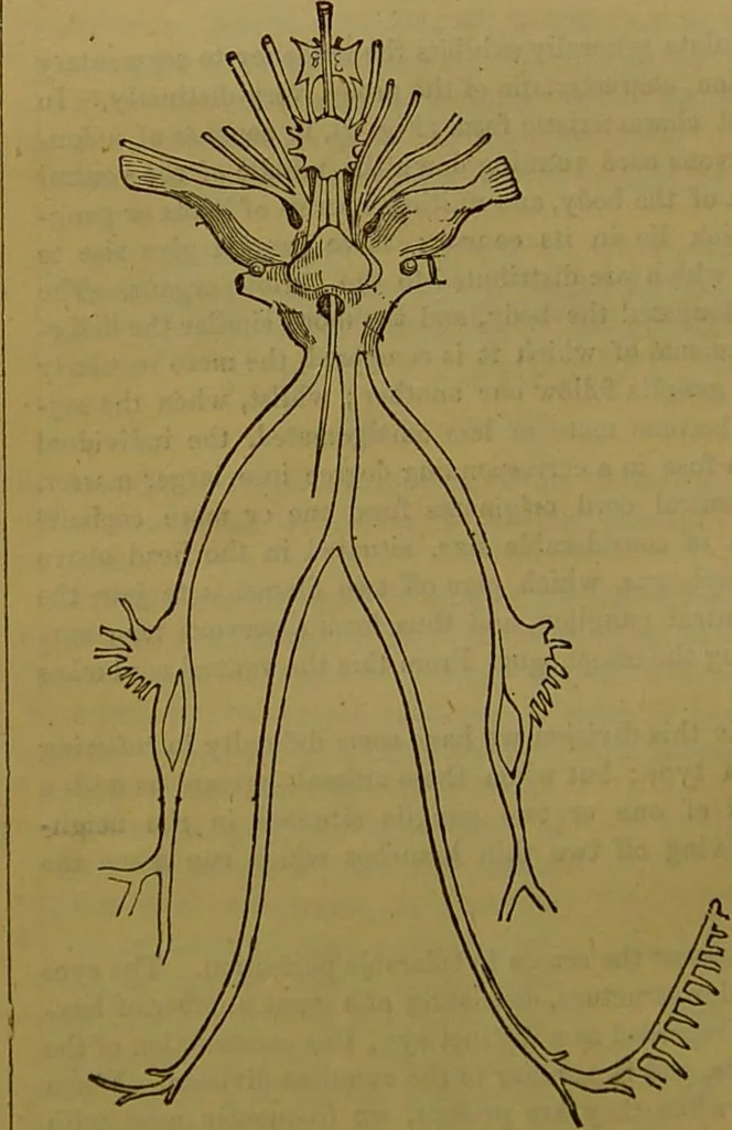 An illustration from A natural history of the animal kingdom : being a systematic and popular description of the habits, structure, and classification of animals, from the lowest to the highest forms. Arranged according to their organisation / by W. S. Dallas., 1860, leaf 24