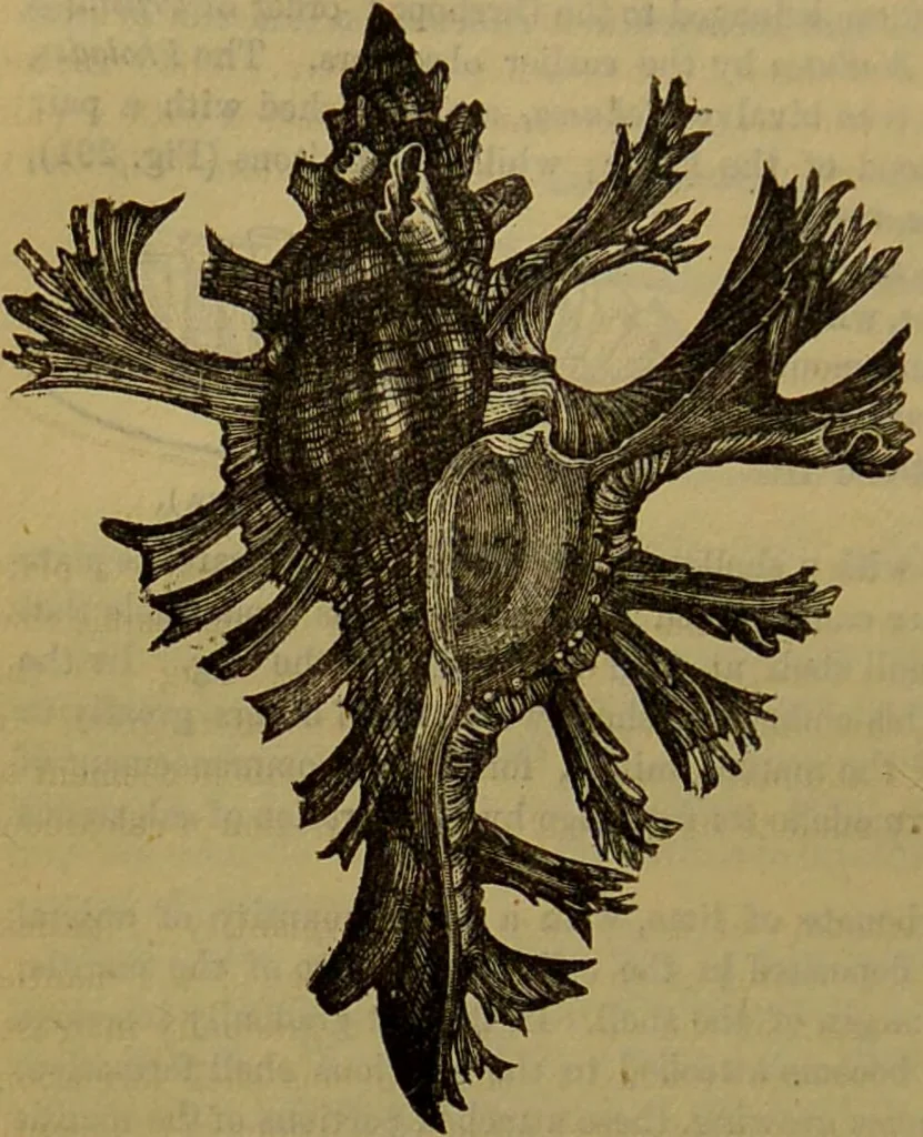 An illustration from A natural history of the animal kingdom : being a systematic and popular description of the habits, structure, and classification of animals, from the lowest to the highest forms. Arranged according to their organisation / by W. S. Dallas., 1860, leaf 240