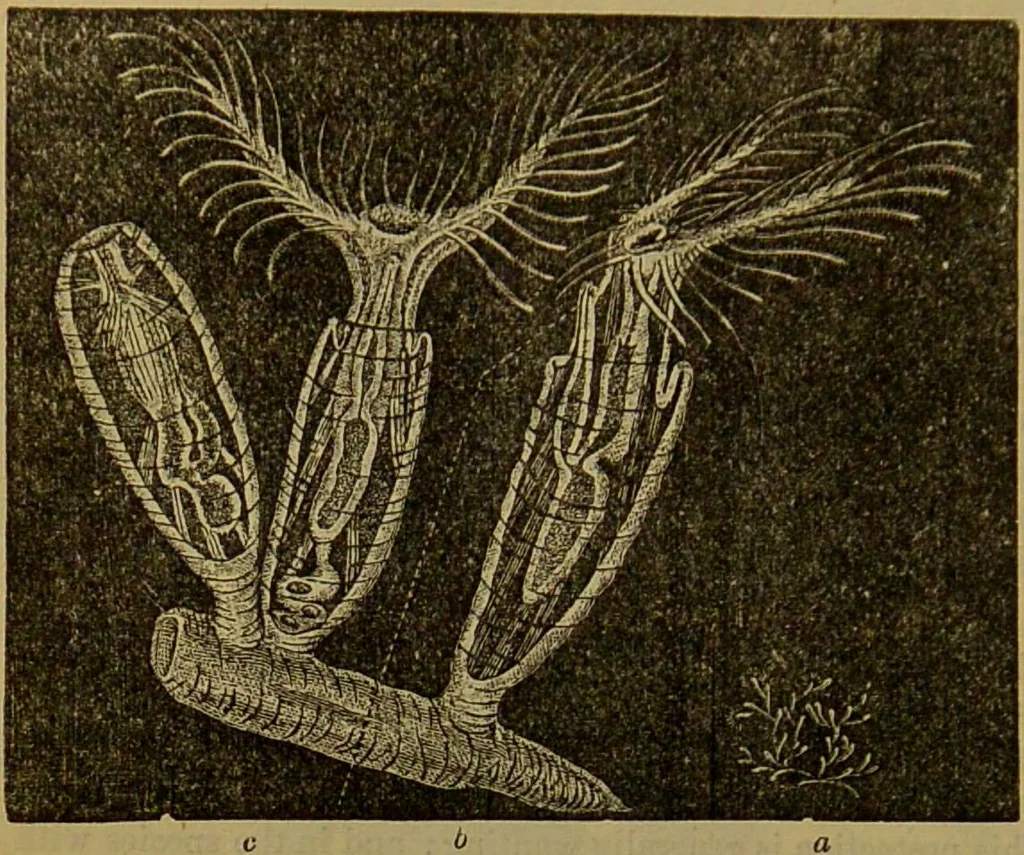 An illustration from A natural history of the animal kingdom : being a systematic and popular description of the habits, structure, and classification of animals, from the lowest to the highest forms. Arranged according to their organisation / by W. S. Dallas., 1860, leaf 242