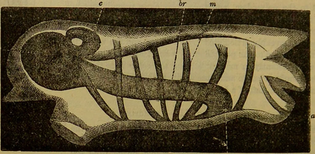 An illustration from A natural history of the animal kingdom : being a systematic and popular description of the habits, structure, and classification of animals, from the lowest to the highest forms. Arranged according to their organisation / by W. S. Dallas., 1860, leaf 244