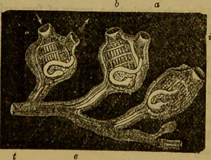 An illustration from A natural history of the animal kingdom : being a systematic and popular description of the habits, structure, and classification of animals, from the lowest to the highest forms. Arranged according to their organisation / by W. S. Dallas., 1860, leaf 245