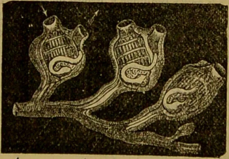 An illustration from A natural history of the animal kingdom : being a systematic and popular description of the habits, structure, and classification of animals, from the lowest to the highest forms. Arranged according to their organisation / by W. S. Dallas., 1860, leaf 245
