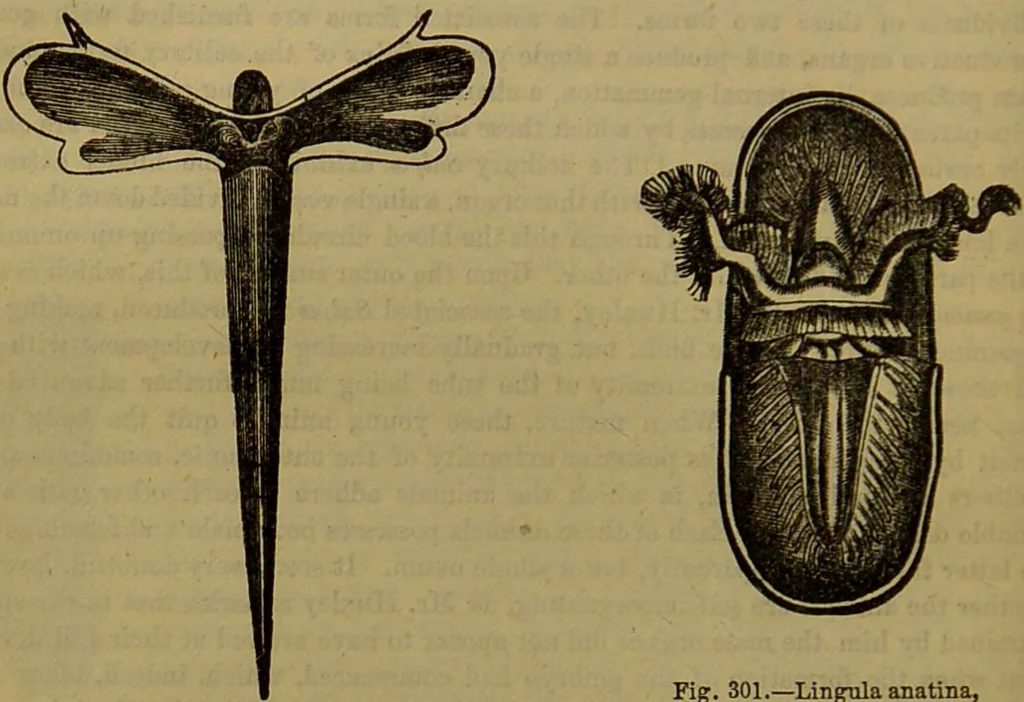 An illustration from A natural history of the animal kingdom : being a systematic and popular description of the habits, structure, and classification of animals, from the lowest to the highest forms. Arranged according to their organisation / by W. S. Dallas., 1860, leaf 248