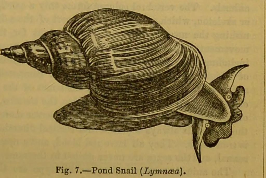 An illustration from A natural history of the animal kingdom : being a systematic and popular description of the habits, structure, and classification of animals, from the lowest to the highest forms. Arranged according to their organisation / by W. S. Dallas., 1860, leaf 25