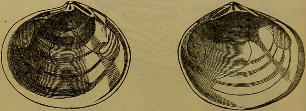 An illustration from A natural history of the animal kingdom : being a systematic and popular description of the habits, structure, and classification of animals, from the lowest to the highest forms. Arranged according to their organisation / by W. S. Dallas., 1860, leaf 250