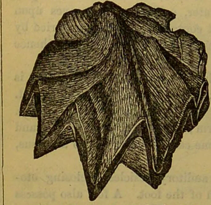 An illustration from A natural history of the animal kingdom : being a systematic and popular description of the habits, structure, and classification of animals, from the lowest to the highest forms. Arranged according to their organisation / by W. S. Dallas., 1860, leaf 252