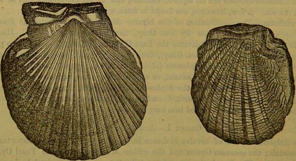 An illustration from A natural history of the animal kingdom : being a systematic and popular description of the habits, structure, and classification of animals, from the lowest to the highest forms. Arranged according to their organisation / by W. S. Dallas., 1860, leaf 252