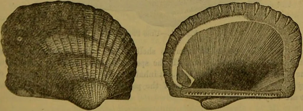An illustration from A natural history of the animal kingdom : being a systematic and popular description of the habits, structure, and classification of animals, from the lowest to the highest forms. Arranged according to their organisation / by W. S. Dallas., 1860, leaf 253