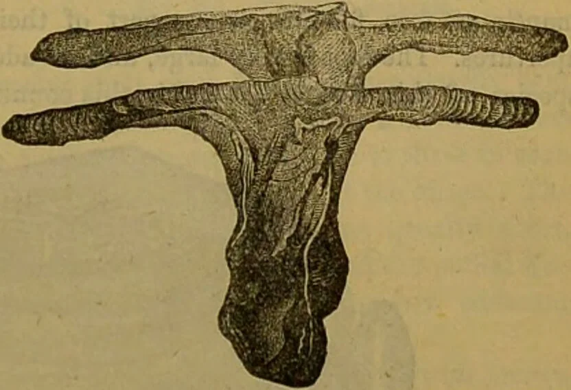 An illustration from A natural history of the animal kingdom : being a systematic and popular description of the habits, structure, and classification of animals, from the lowest to the highest forms. Arranged according to their organisation / by W. S. Dallas., 1860, leaf 253