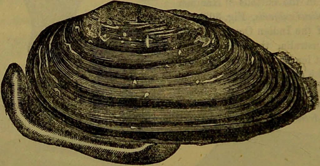 An illustration from A natural history of the animal kingdom : being a systematic and popular description of the habits, structure, and classification of animals, from the lowest to the highest forms. Arranged according to their organisation / by W. S. Dallas., 1860, leaf 254