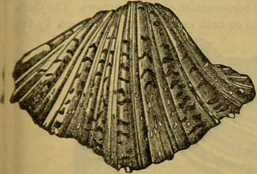 An illustration from A natural history of the animal kingdom : being a systematic and popular description of the habits, structure, and classification of animals, from the lowest to the highest forms. Arranged according to their organisation / by W. S. Dallas., 1860, leaf 255