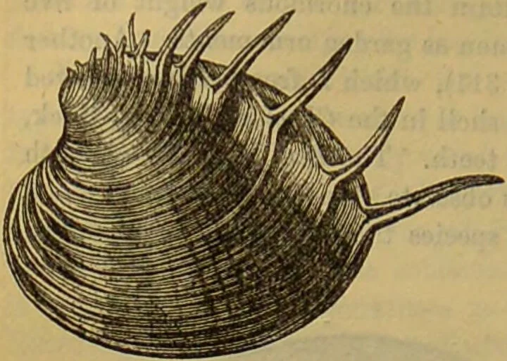 An illustration from A natural history of the animal kingdom : being a systematic and popular description of the habits, structure, and classification of animals, from the lowest to the highest forms. Arranged according to their organisation / by W. S. Dallas., 1860, leaf 256