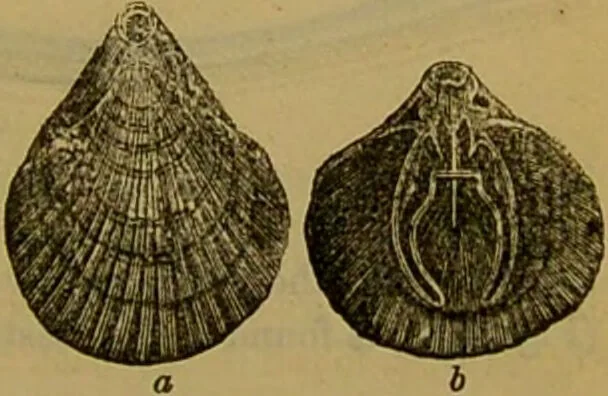 An illustration from A natural history of the animal kingdom : being a systematic and popular description of the habits, structure, and classification of animals, from the lowest to the highest forms. Arranged according to their organisation / by W. S. Dallas., 1860, leaf 257