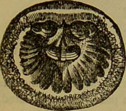 An illustration from A natural history of the animal kingdom : being a systematic and popular description of the habits, structure, and classification of animals, from the lowest to the highest forms. Arranged according to their organisation / by W. S. Dallas., 1860, leaf 258