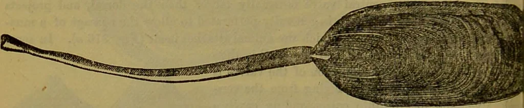 An illustration from A natural history of the animal kingdom : being a systematic and popular description of the habits, structure, and classification of animals, from the lowest to the highest forms. Arranged according to their organisation / by W. S. Dallas., 1860, leaf 258