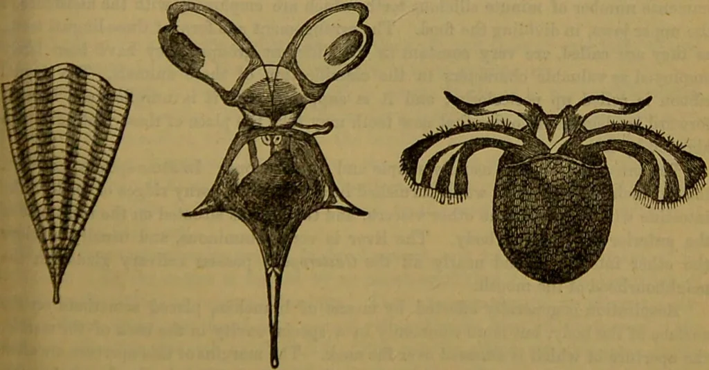 An illustration from A natural history of the animal kingdom : being a systematic and popular description of the habits, structure, and classification of animals, from the lowest to the highest forms. Arranged according to their organisation / by W. S. Dallas., 1860, leaf 259