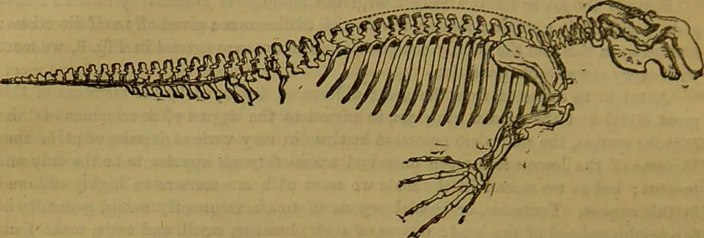 An illustration from A natural history of the animal kingdom : being a systematic and popular description of the habits, structure, and classification of animals, from the lowest to the highest forms. Arranged according to their organisation / by W. S. Dallas., 1860, leaf 26