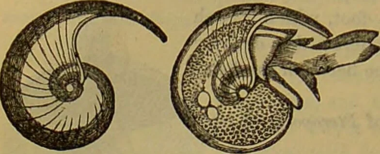 An illustration from A natural history of the animal kingdom : being a systematic and popular description of the habits, structure, and classification of animals, from the lowest to the highest forms. Arranged according to their organisation / by W. S. Dallas., 1860, leaf 260