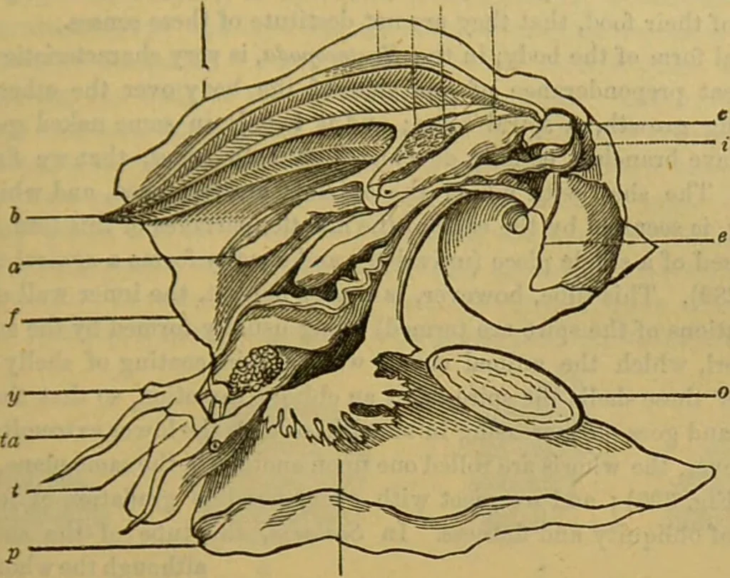 An illustration from A natural history of the animal kingdom : being a systematic and popular description of the habits, structure, and classification of animals, from the lowest to the highest forms. Arranged according to their organisation / by W. S. Dallas., 1860, leaf 261