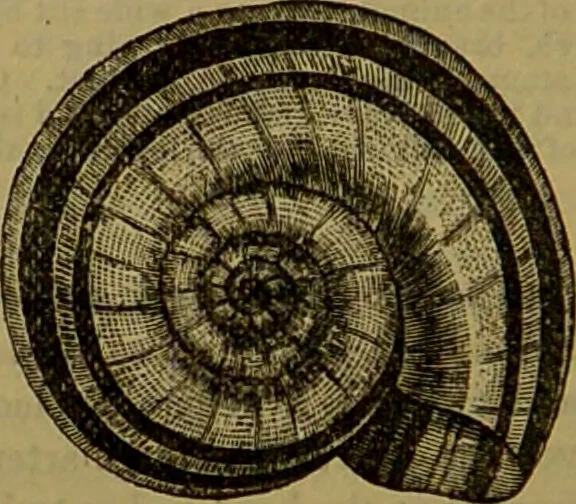 An illustration from A natural history of the animal kingdom : being a systematic and popular description of the habits, structure, and classification of animals, from the lowest to the highest forms. Arranged according to their organisation / by W. S. Dallas., 1860, leaf 262