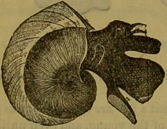 An illustration from A natural history of the animal kingdom : being a systematic and popular description of the habits, structure, and classification of animals, from the lowest to the highest forms. Arranged according to their organisation / by W. S. Dallas., 1860, leaf 264