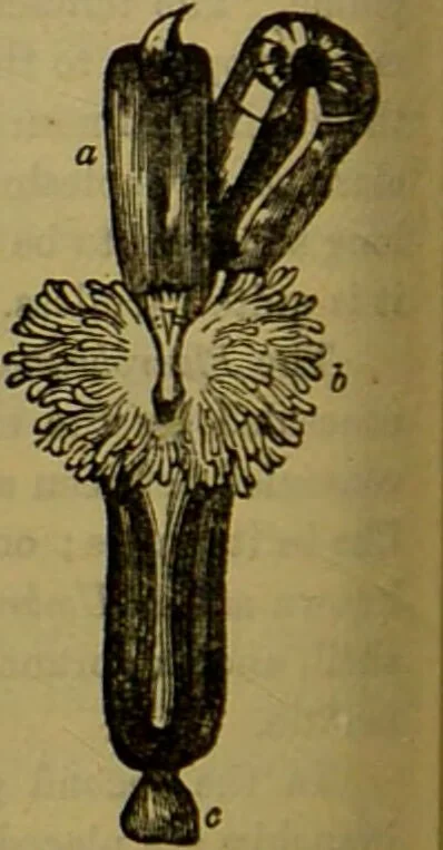 An illustration from A natural history of the animal kingdom : being a systematic and popular description of the habits, structure, and classification of animals, from the lowest to the highest forms. Arranged according to their organisation / by W. S. Dallas., 1860, leaf 266