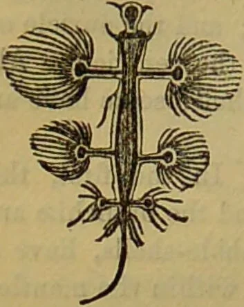 An illustration from A natural history of the animal kingdom : being a systematic and popular description of the habits, structure, and classification of animals, from the lowest to the highest forms. Arranged according to their organisation / by W. S. Dallas., 1860, leaf 266