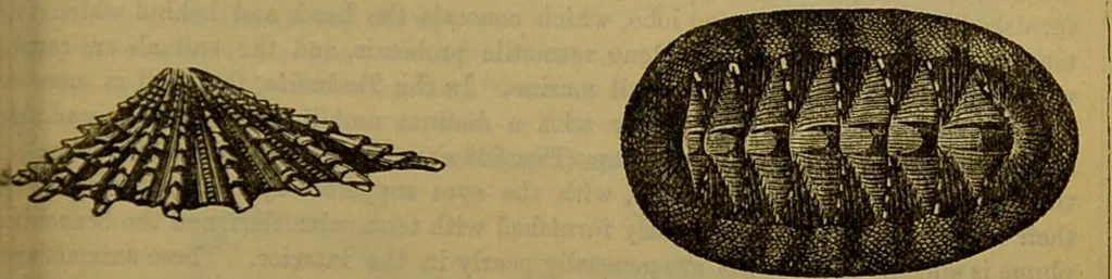 An illustration from A natural history of the animal kingdom : being a systematic and popular description of the habits, structure, and classification of animals, from the lowest to the highest forms. Arranged according to their organisation / by W. S. Dallas., 1860, leaf 267