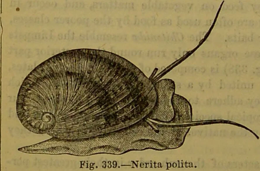 An illustration from A natural history of the animal kingdom : being a systematic and popular description of the habits, structure, and classification of animals, from the lowest to the highest forms. Arranged according to their organisation / by W. S. Dallas., 1860, leaf 268