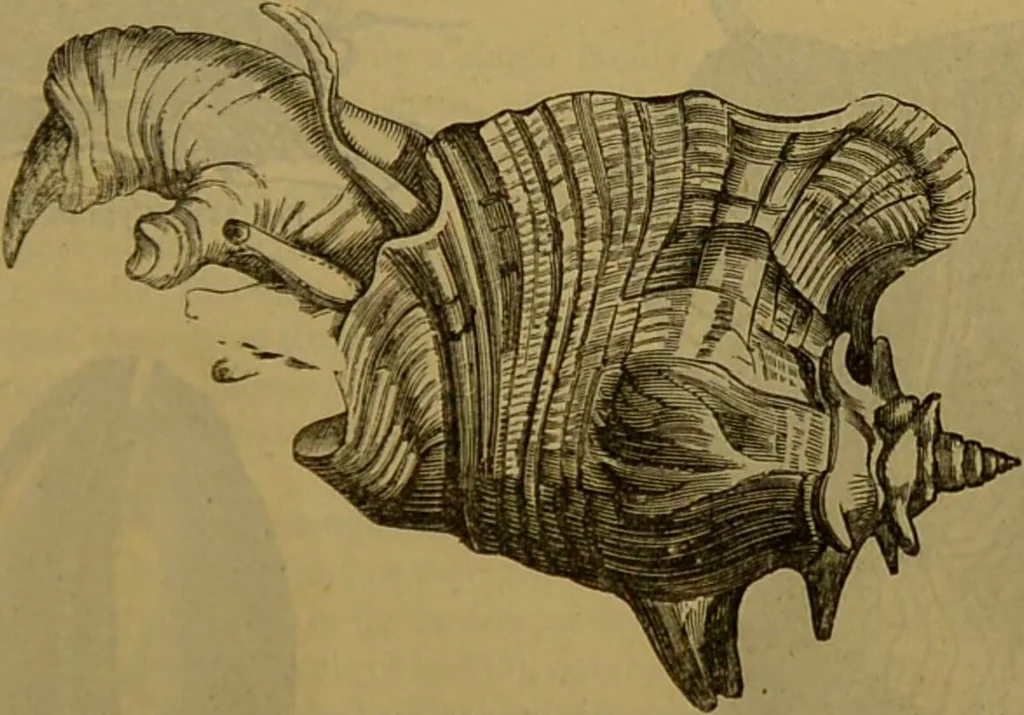 An illustration from A natural history of the animal kingdom : being a systematic and popular description of the habits, structure, and classification of animals, from the lowest to the highest forms. Arranged according to their organisation / by W. S. Dallas., 1860, leaf 269