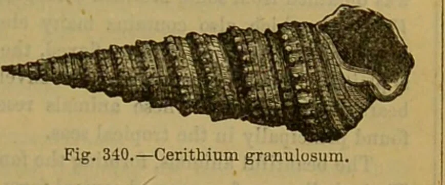 An illustration from A natural history of the animal kingdom : being a systematic and popular description of the habits, structure, and classification of animals, from the lowest to the highest forms. Arranged according to their organisation / by W. S. Dallas., 1860, leaf 269