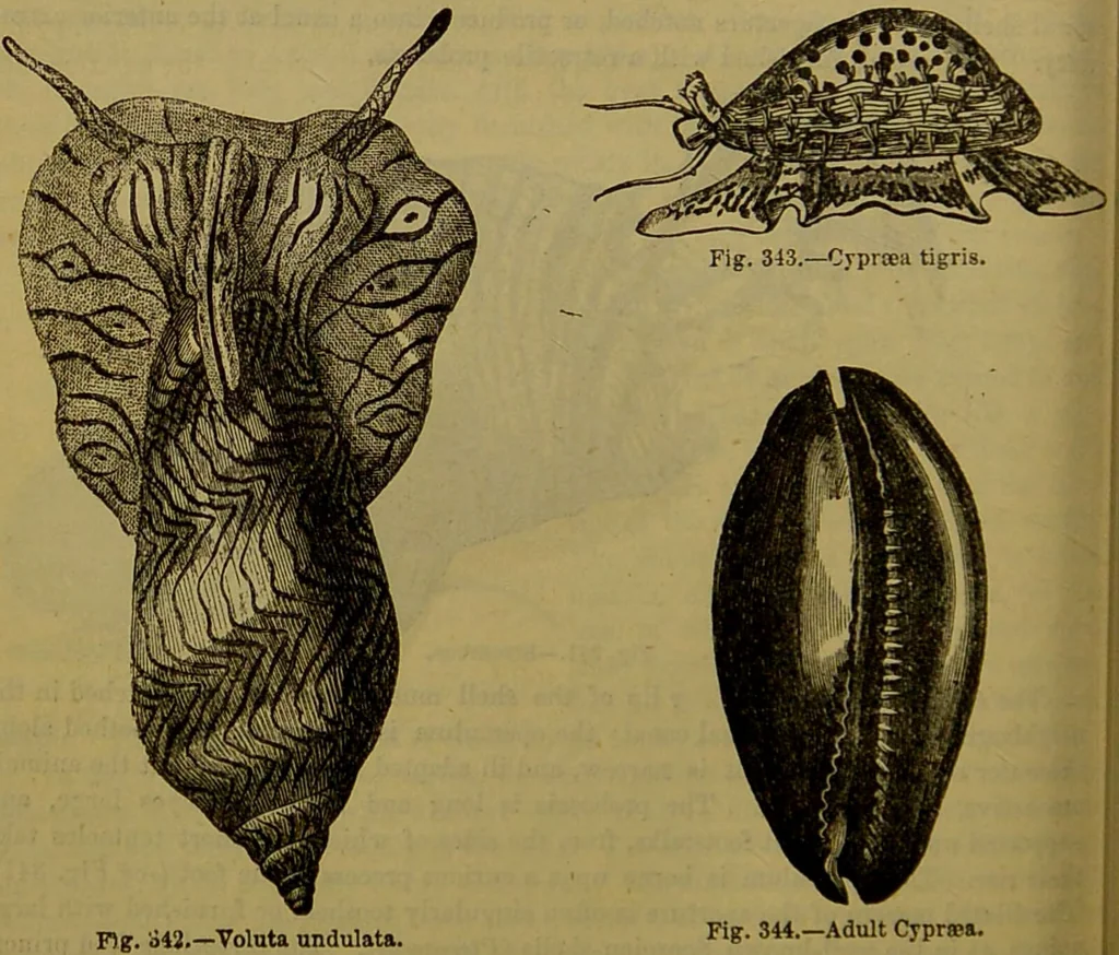 An illustration from A natural history of the animal kingdom : being a systematic and popular description of the habits, structure, and classification of animals, from the lowest to the highest forms. Arranged according to their organisation / by W. S. Dallas., 1860, leaf 270