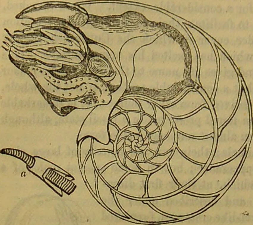 An illustration from A natural history of the animal kingdom : being a systematic and popular description of the habits, structure, and classification of animals, from the lowest to the highest forms. Arranged according to their organisation / by W. S. Dallas., 1860, leaf 274
