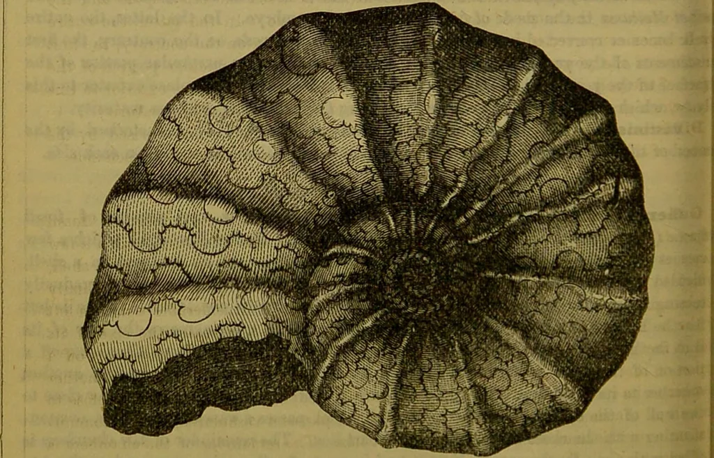 An illustration from A natural history of the animal kingdom : being a systematic and popular description of the habits, structure, and classification of animals, from the lowest to the highest forms. Arranged according to their organisation / by W. S. Dallas., 1860, leaf 274