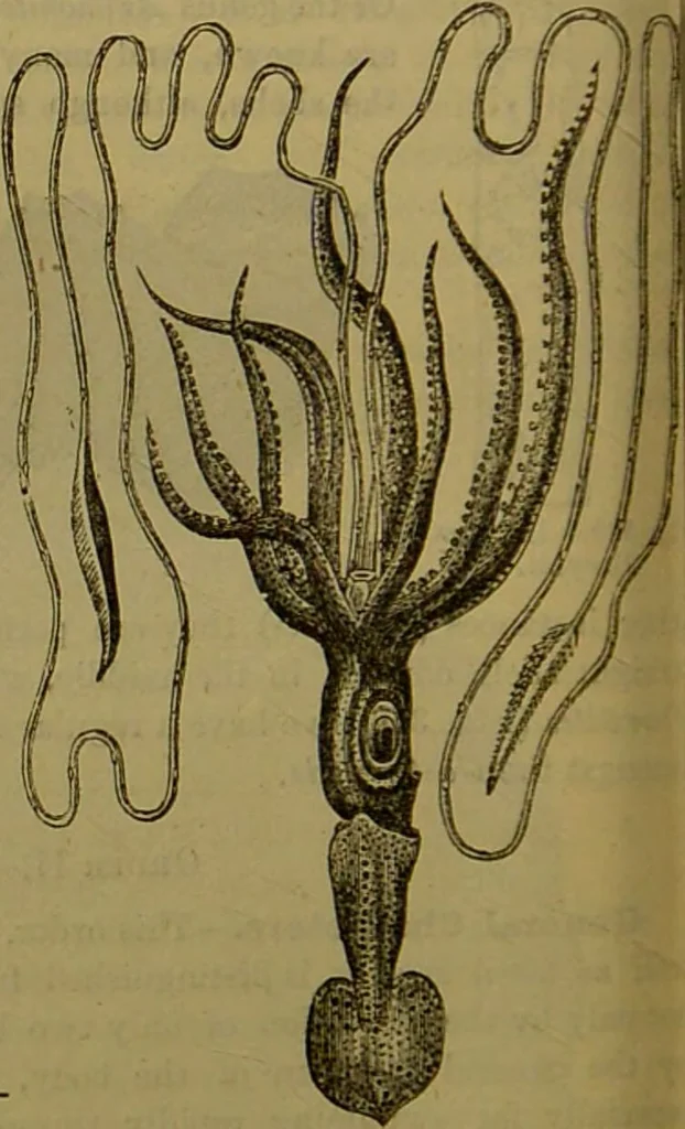 An illustration from A natural history of the animal kingdom : being a systematic and popular description of the habits, structure, and classification of animals, from the lowest to the highest forms. Arranged according to their organisation / by W. S. Dallas., 1860, leaf 276