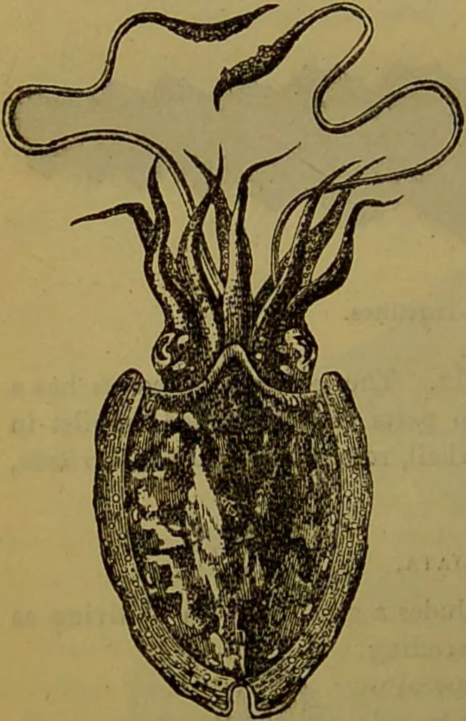 An illustration from A natural history of the animal kingdom : being a systematic and popular description of the habits, structure, and classification of animals, from the lowest to the highest forms. Arranged according to their organisation / by W. S. Dallas., 1860, leaf 276