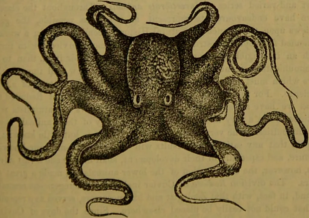 An illustration from A natural history of the animal kingdom : being a systematic and popular description of the habits, structure, and classification of animals, from the lowest to the highest forms. Arranged according to their organisation / by W. S. Dallas., 1860, leaf 277