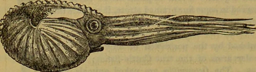 An illustration from A natural history of the animal kingdom : being a systematic and popular description of the habits, structure, and classification of animals, from the lowest to the highest forms. Arranged according to their organisation / by W. S. Dallas., 1860, leaf 278
